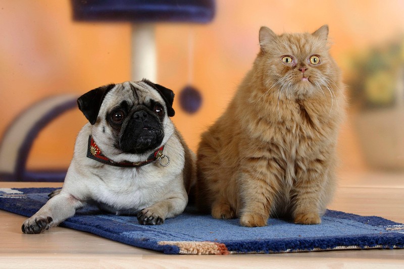 Der Mops ist kaum größer als eine Katze.