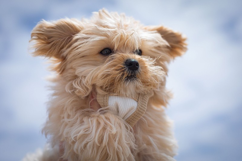 Der Morkie ist verspielt und passt zu jungen Katzen.