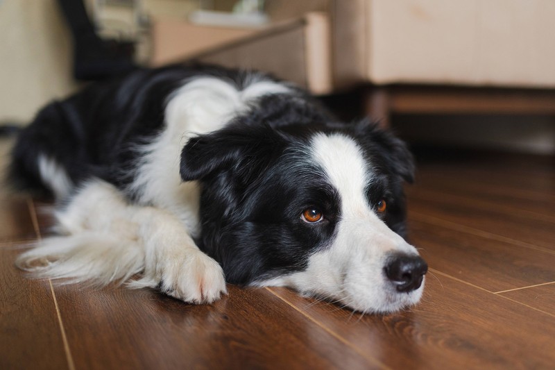 Trotz Größenunterschied können Collies und Katzen gute Freunde sein.