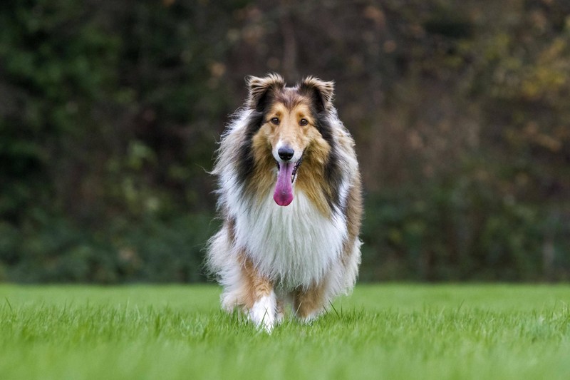 Trotz Größenunterschied können Collies und Katzen gute Freunde sein.