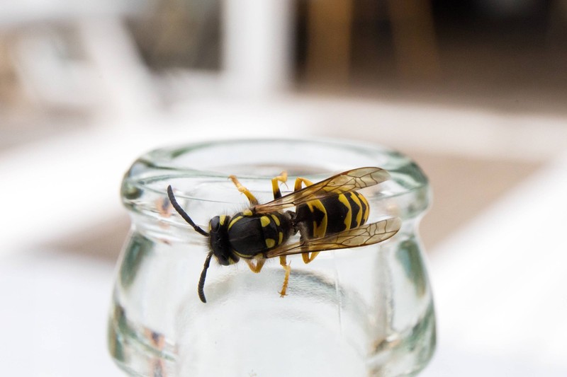Der Nestbau ist ab April in vollem Gange.
