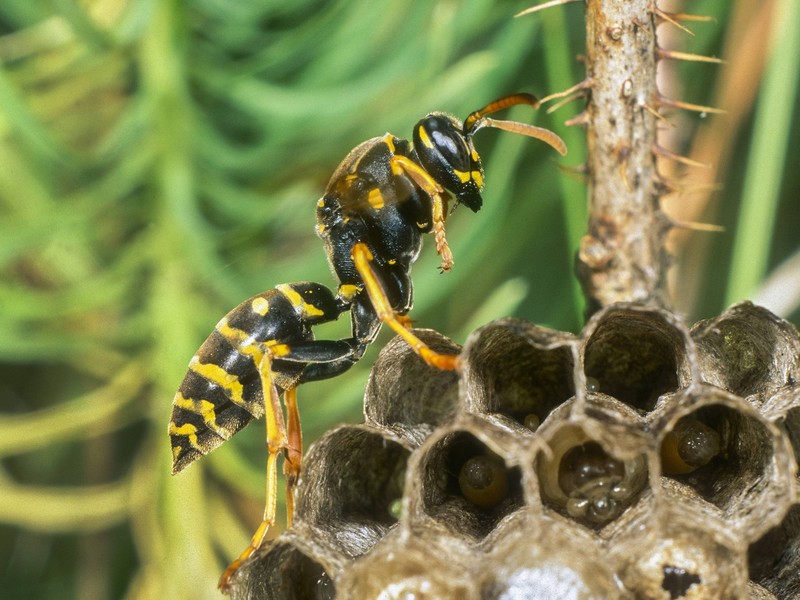 Es gibt viele Orte an denen sich die Insekten wohlfühlen.