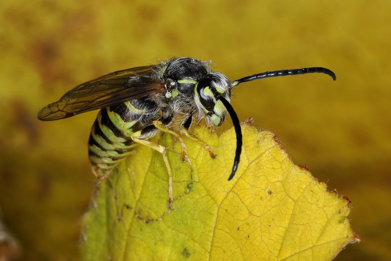 Wespen gehören zu den ersten Insekten die uns im Frühjahr begegnen.