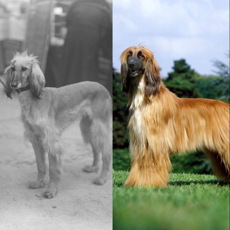 Der Afghanische Windhund ist eine der ältesten Hunderassen der Welt.