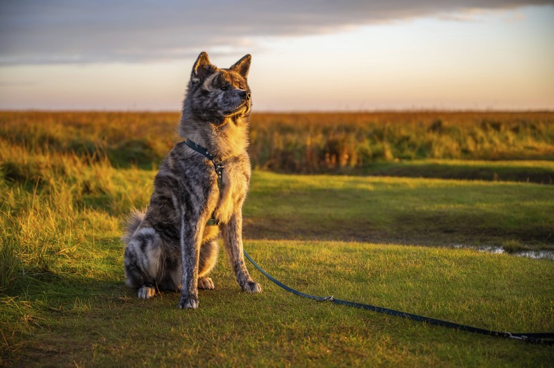 Der Akita Inu ist eine alte Hunderasse aus Japan.