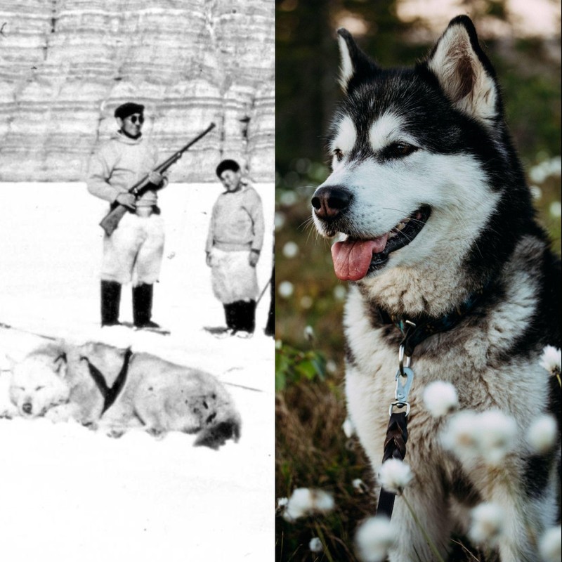Der Alaskan Malamute zählt zu den ältesten Rassen der Welt.