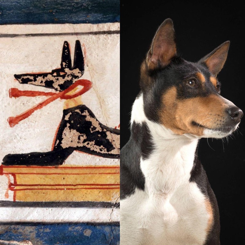 Der Basenji ist eine sehr alter Hunderasse.
