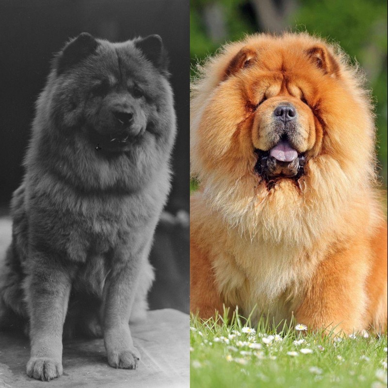 Der Chow Chow ist eine der ältesten Hunderassen.