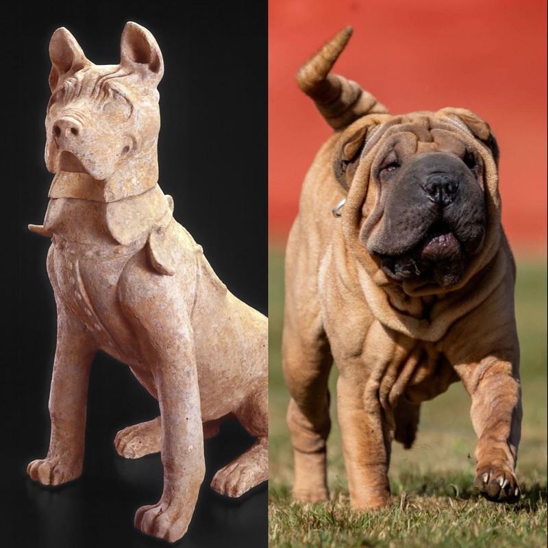 Der Shar-Pei ist eine alte Hunderasse aus China.