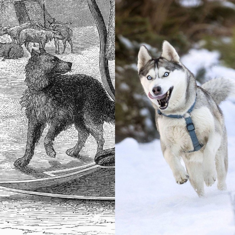 Der sibirische Husky ist eine alte Hunderasse.