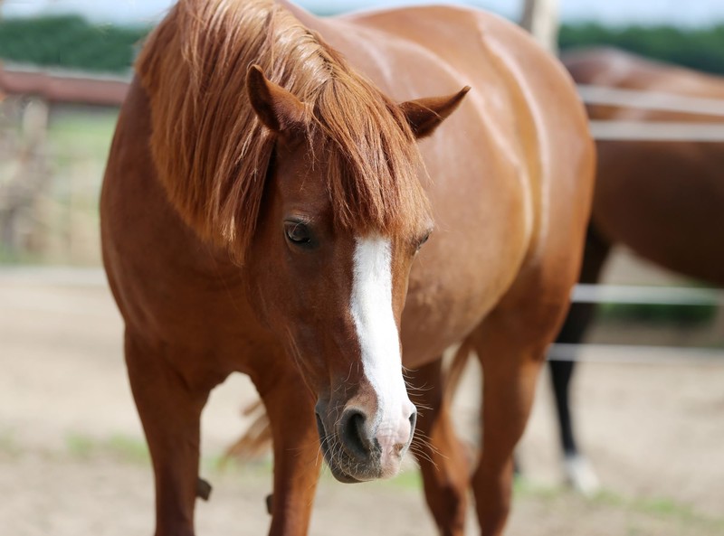 Das Morgan Horse ist nicht ohne Grund so beliebt.
