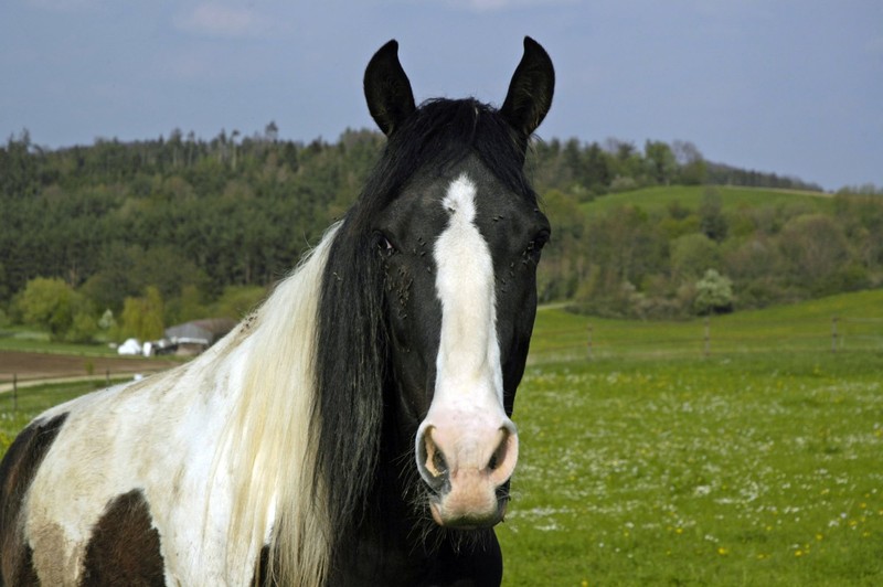 Dieses Pferd hat sogar einen speziellen Gang.