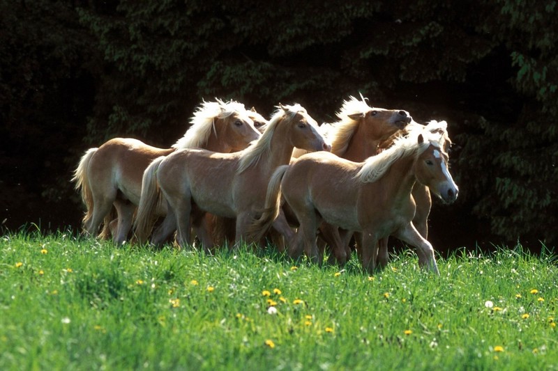 Haflinger eignen sich perfekt für Reitanfänger.
