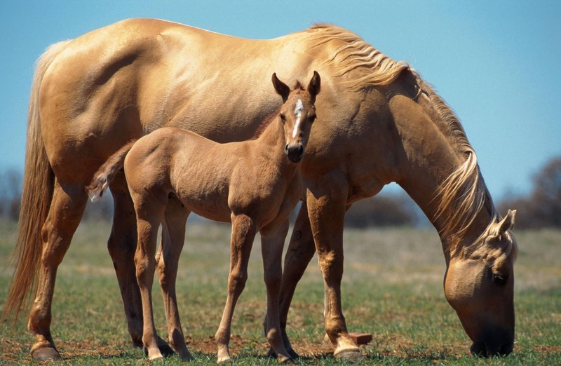 Kein Pferd gibt es so oft wie das American Quarter Horse.