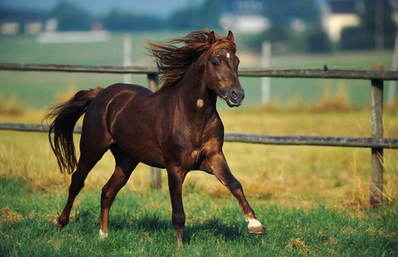 Welsh Cobs sind die perfekte Ponyrasse für Anfänger.