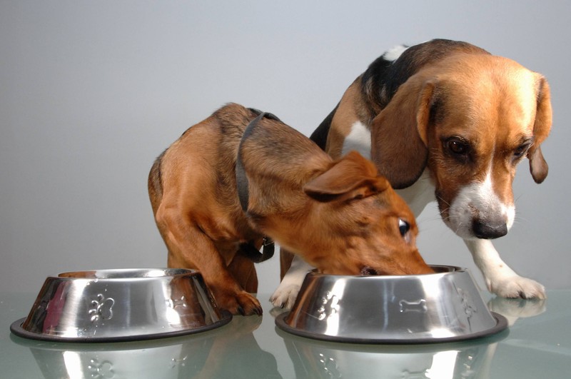 Viele Tierfutter-Anbieter haben Gemeinsamkeiten, aber es gibt auch teilweise gravierende Unterschiede bei den Inhaltsstoffen.
