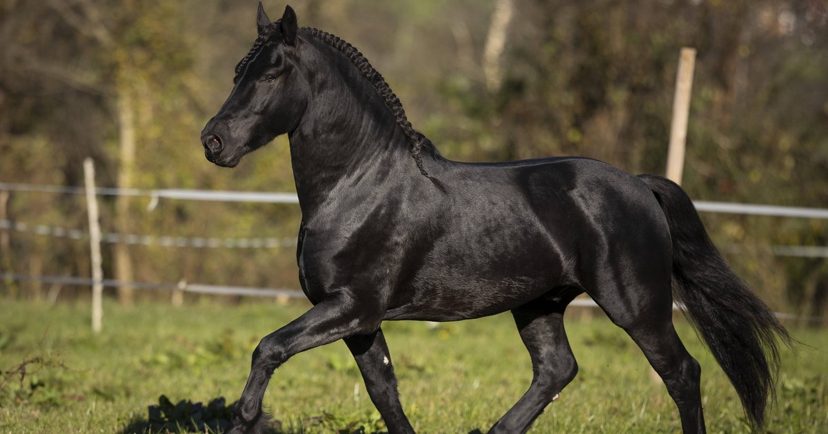 Vollblüter, Warmblüter, Kaltblüter: Welche Unterschiede gibt es bei Pferden?