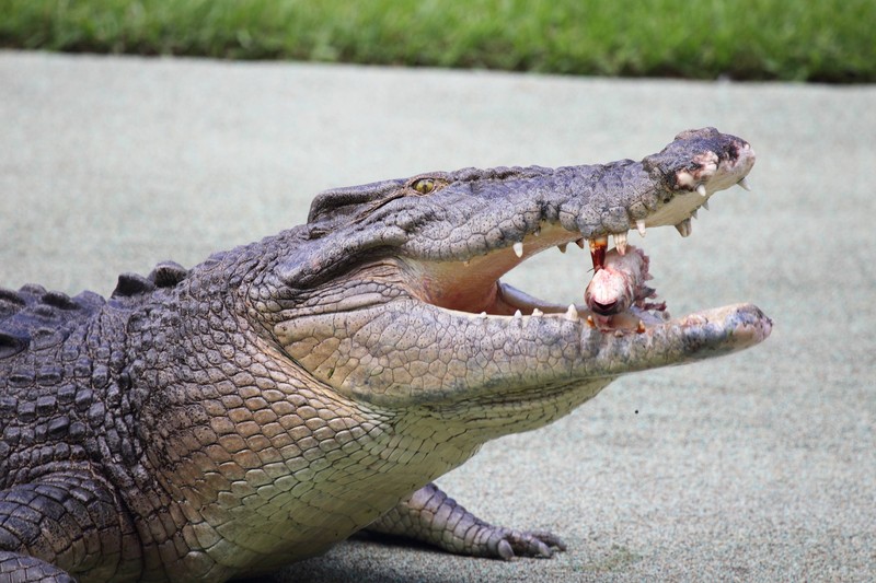 Das Salzwasserkrokodil hat die höchste Bisskraft aller Tiere.