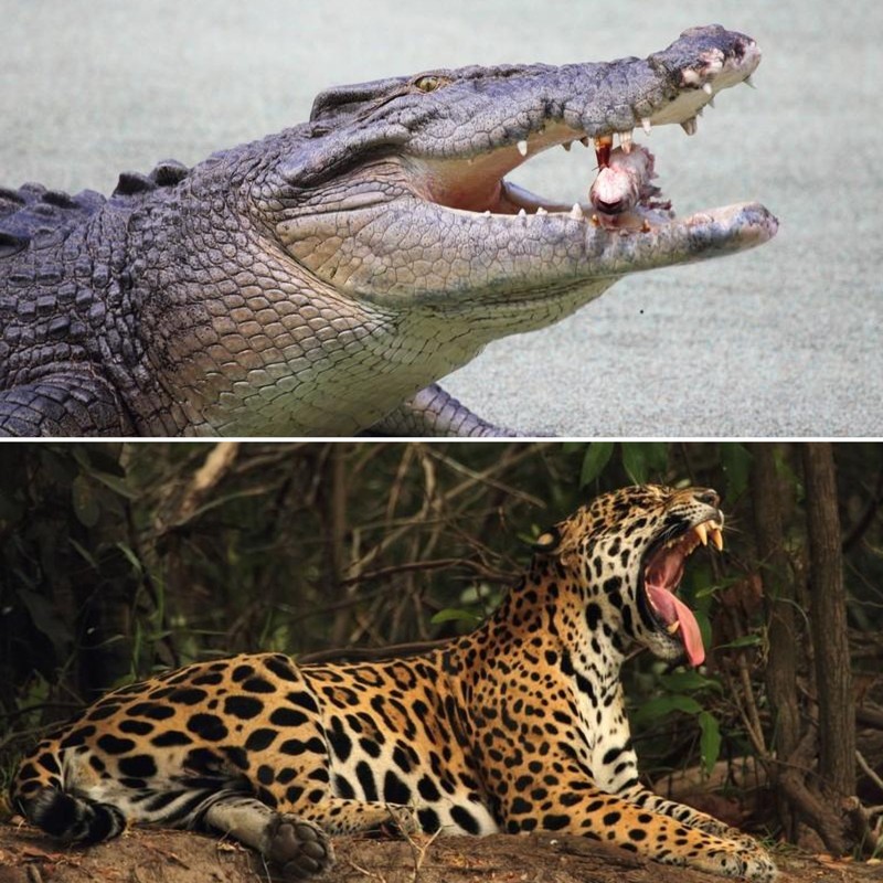 Das Salzwasserkrokodil und der Jaguar gehören zu den Tieren mit der stärksten Beißkraft.