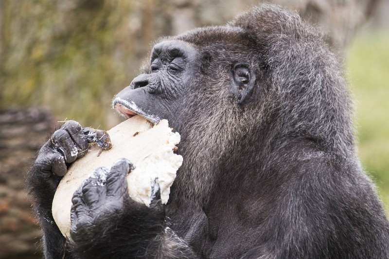 Obwohl Gorillas Pflanzenfresser sind, haben sie eine hohe Bisskraft.