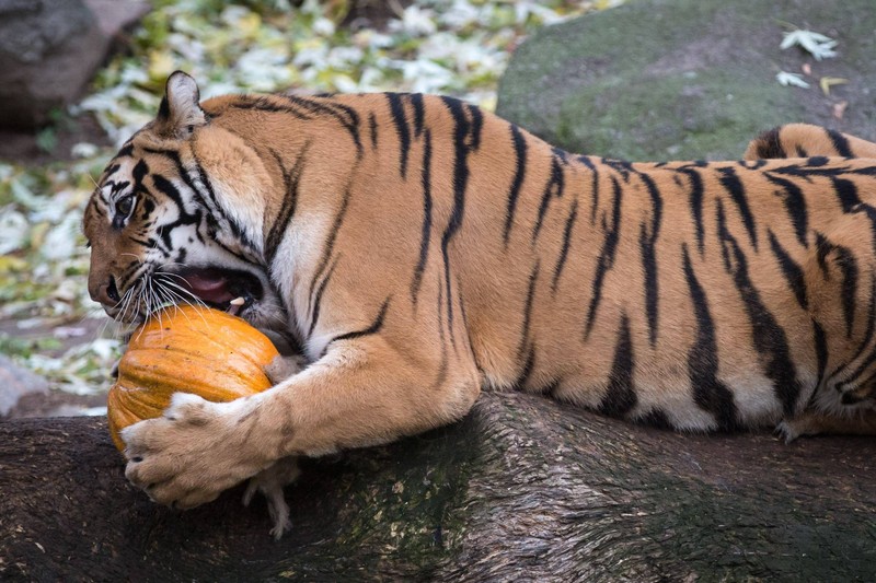 Tiger sind Einzelgänger und jagen für sich.