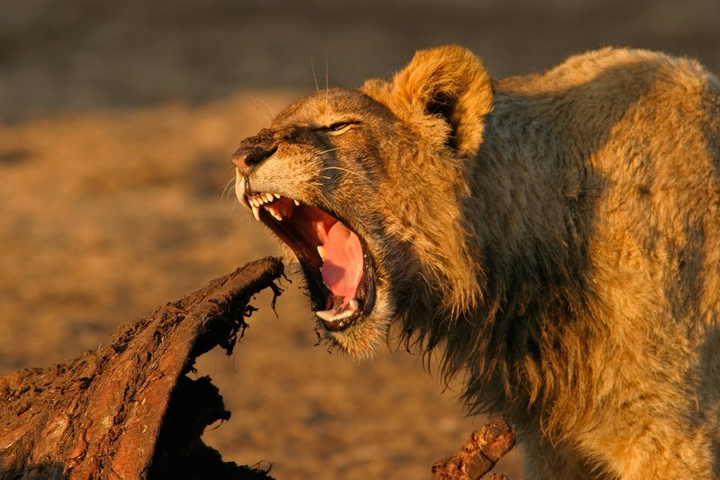 Wieso beißen Tiere überhaupt?