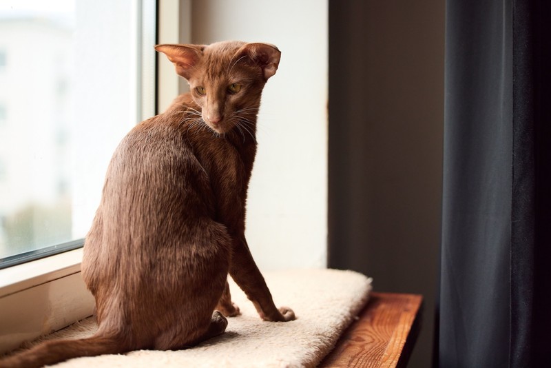 De orientalische Kurzhaarkatze ist sehr kommunikationsbedürftig.