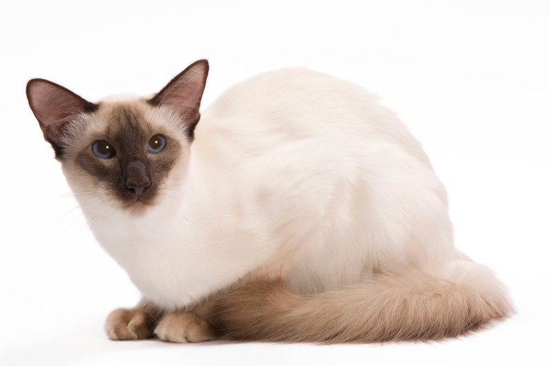 Die Balinesen-Katze wird optisch oft mit der Siamkatze verglichen.