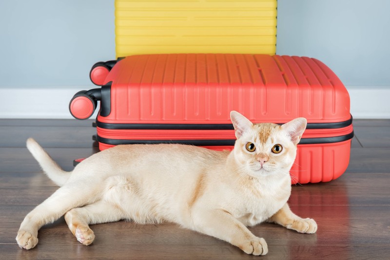 Die Burmakatze ist gemütlich, verschmust, aber ziemlich laut.