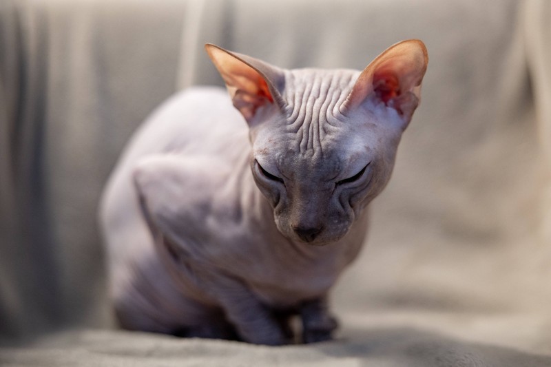 Die Sphynx-Katzenrasse ist eine Katzenrasse, die für ihr Fellmangel bekannt ist.