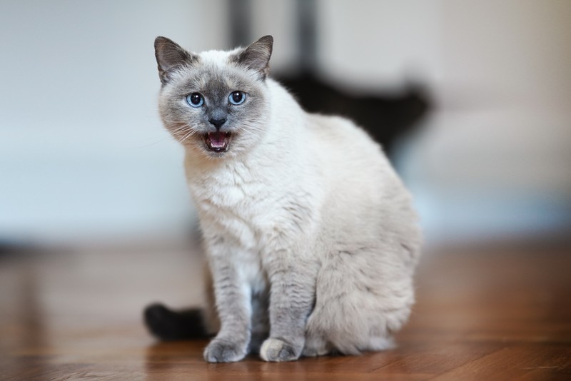 Einige Katzenrassen miauen mehr als andere.