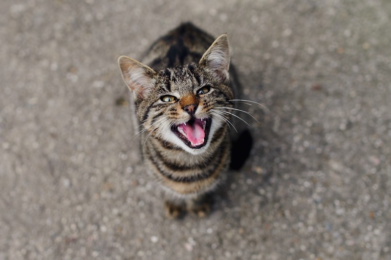 Katzen drücken ihre Bedürfnisse auf verschiedene Art und Weisen aus.
