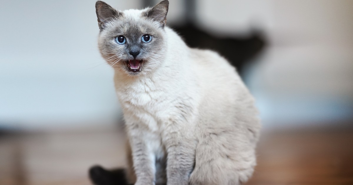 Welche Katzenrassen miauen am meisten?