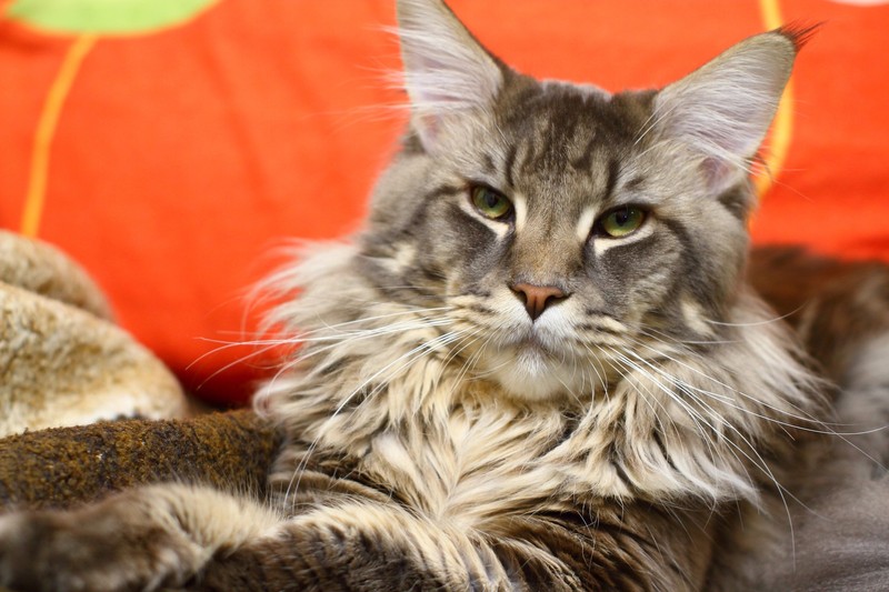 Maine Coons sind sanfte Riesen mit einer beständigen Erzählstimme.