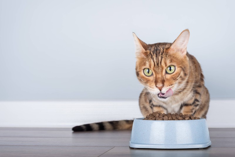 Wenn die Bengalkatze nicht am futtern ist, miaut sie sehr gern.