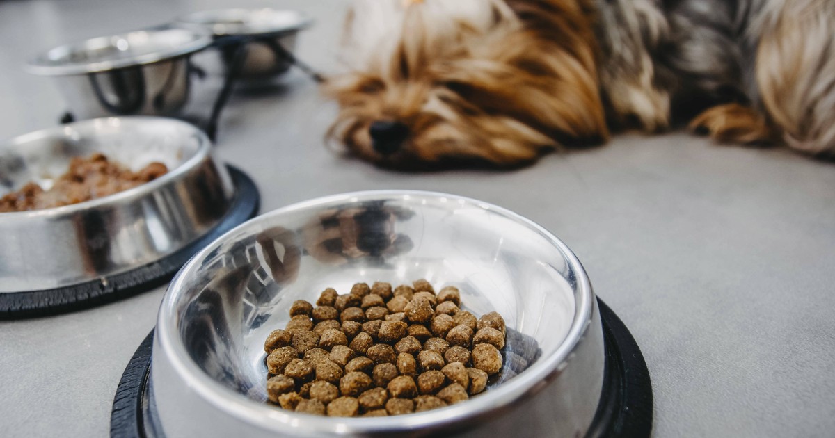Dein Hund frisst sein Futter nicht auf? Das bedeuten Futterreste im Napf