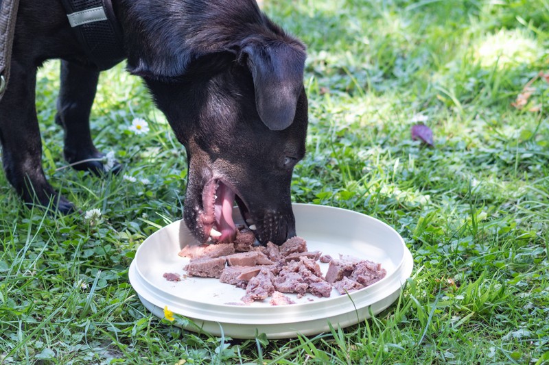 Es gibt verschiedene Punkte, die man bei der Fütterung von Hunden beachten sollte