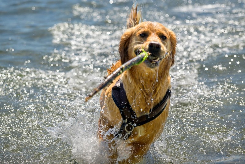 Der Hundestrand in Grömitz ist etwa 600 Meter lang.