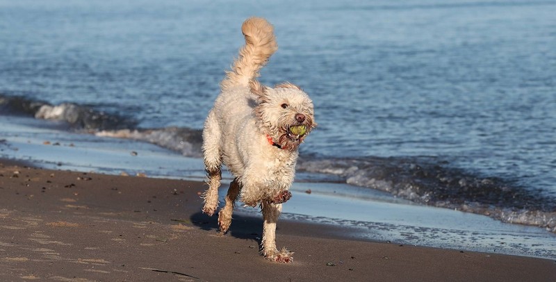 Der Hundestrand in Travemünde hat viel zu bieten.