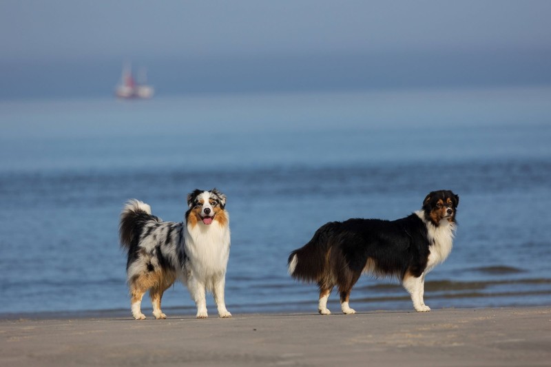 Ein Strandspaziergang mit Hund ist auch bei stürmischem Wetter eine tolle Abwechslung.
