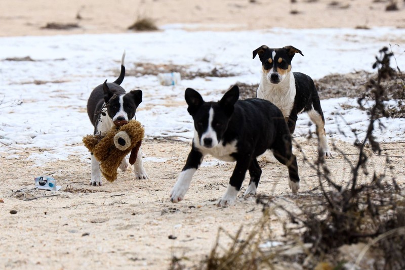 Hundestrände sind eine tolle Möglichkeit, Zeit mit deinem Vierbeiner zu verbringen.