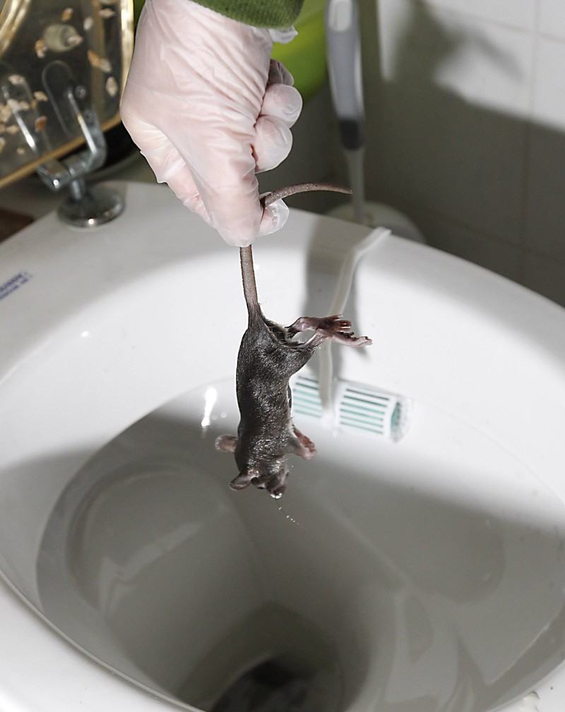 Ist es möglich, dass Ratten die Toilette hochklettern?