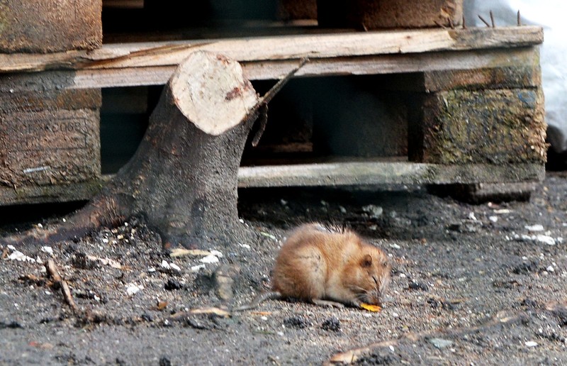 Ratten sind auch Lebewesen, aber für viele Menschen ungebetene Gäste im Garten oder Keller.