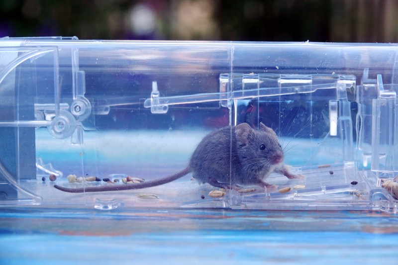 Ratten sollten mit Lebendfallen gefangen werden.