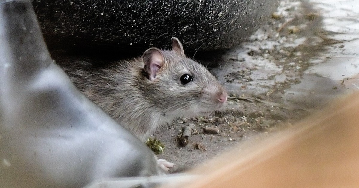 Rattenplage im Garten oder Keller: So lassen sich die Nager schonend vertreiben