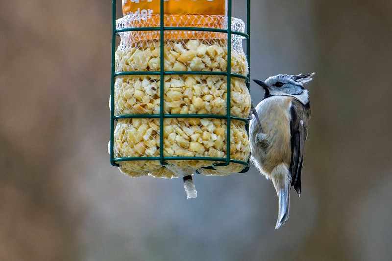 Vogelfutter kann Ratten anlocken.