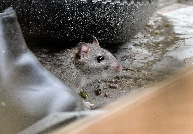 Wenn du Ratten im Garten oder Keller entdeckst, solltest du nicht lange warten.