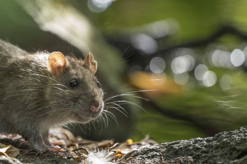 Wilde Ratten können an Menschen Krankheiten übertragen, weshalb ein Kontakt unerwünscht ist.
