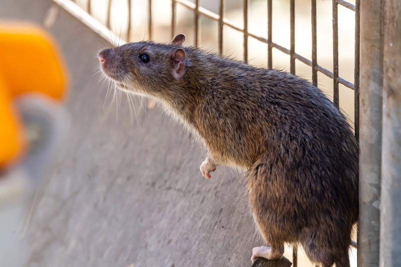 Wilde Ratten sind kluge, empathische Lebewesen, übertragen aber leider viele Krankheiten, weshalb ein Kontakt mit Menschen unerwünscht ist.
