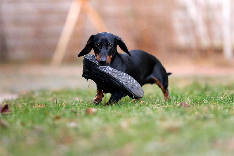 Das Jagen nach Socken und Schuhen spricht für einen ausgeprägten Jagdtrieb des Hunden.